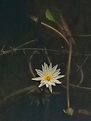 Nymphaea ampla