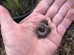 Contia tenuis