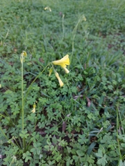 Oxalis pes-caprae