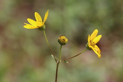 Helianthus occidentalis