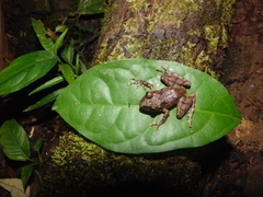 Pristimantis cerasinus