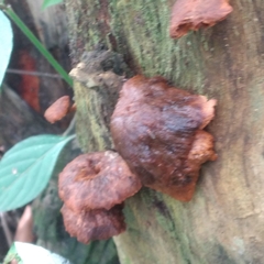 Deconica horizontalis