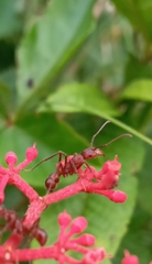 Ectatomma tuberculatum