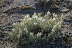 Astragalus dilutus