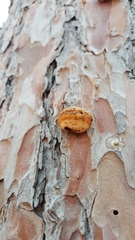 Cryptoporus volvatus