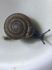 Polygyra cereolus