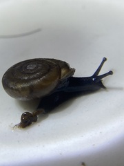 Polygyra cereolus
