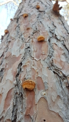 Cryptoporus volvatus