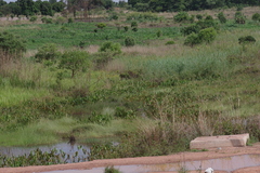 Limnophyton angolense