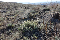 Astragalus dilutus