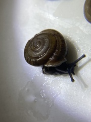Triodopsis hopetonensis