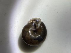 Triodopsis hopetonensis
