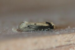 Tinea apicimaculella