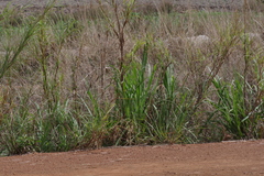 Cenchrus purpureus