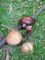 Amanita brunneolocularis