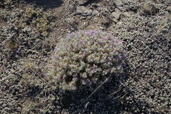 Oxytropis borissoviae