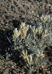 Astragalus dilutus