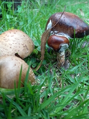 Amanita brunneolocularis