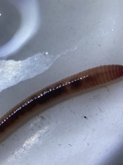 Eisenia fetida