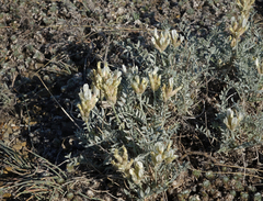 Astragalus dilutus