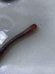 Eisenia fetida