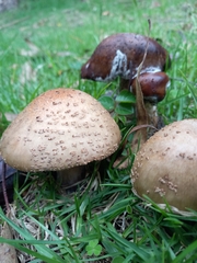 Amanita brunneolocularis