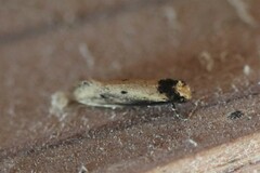 Tinea apicimaculella