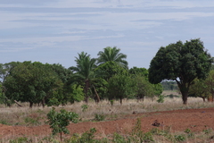 Arecaceae