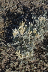 Astragalus dilutus