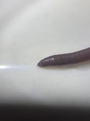 Eisenia fetida
