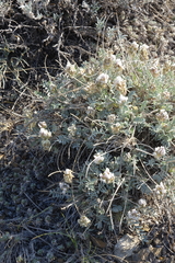 Astragalus dilutus