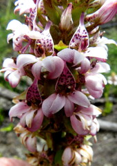 Satyrium rhynchanthum