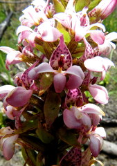 Satyrium rhynchanthum