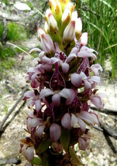 Satyrium rhynchanthum