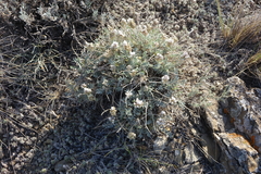 Astragalus dilutus