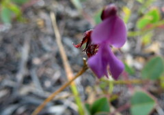 Indigofera ovata
