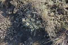 Astragalus dilutus