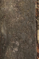 Fagus sylvatica