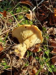 Lactarius scrobiculatus