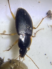 Calathus opaculus