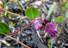 Indigofera ovata