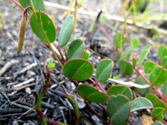 Indigofera ovata