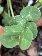 Trifolium repens