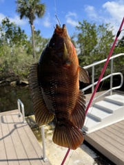 Mayaheros urophthalmus