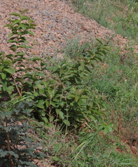 Psidium guajava image