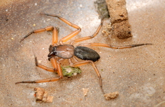Platyoides walteri