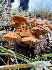 Flammulina velutipes