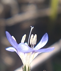 Eriastrum sapphirinum
