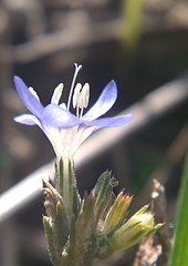 Eriastrum sapphirinum