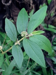 Euphorbia hirta image